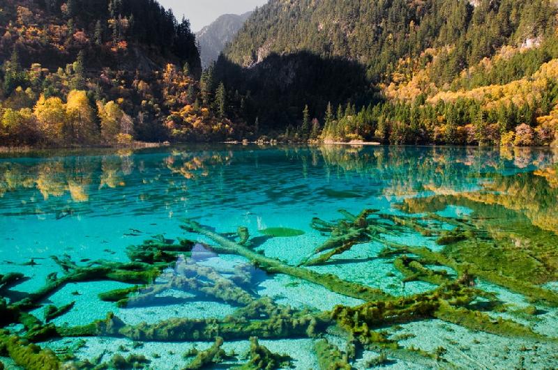 Cửu Trại Câu nằm ở tỉnh Tứ Xuyên, Trung Quốc, là một địa điểm có sức hấp dẫn khó cưỡng lại của du khách. Mặt hồ nước trong vắt, nhìn thấy đáy được bao quanh bởi những ngọn núi cao và cánh rừng xanh mát khiến nhiều người cảm giác đây giống như một nơi không có thật trên trái đất. Ảnh: