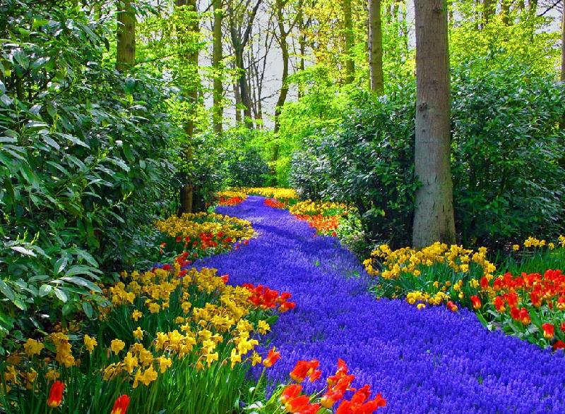 Vườn Keukenhof nằm ở thị trấn Lisse đẹp như tranh vẽ, chỉ cách Amsterdam (Hà Lan) một giờ đi tàu, được biết đến như một trong những khu vườn đẹp nhất thế giới, với hơn 7 triệu cây hoa cùng nhau khoe sắc. Ảnh: 