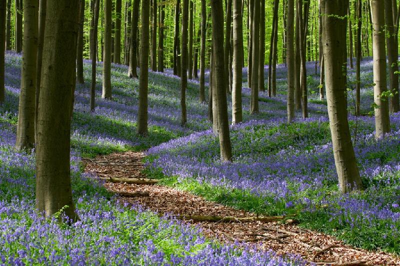 Hallerbos là tên một khu rừng ở Flemish Brabant (Bỉ). Mỗi khi mùa xuân đến, Hallerbos giống như bừng tỉnh sau giấc ngủ đông, hàng triệu đóa chuông xanh cùng khoe sắc tạo nên một thảm xanh trải khắp khu rừng. Ảnh: