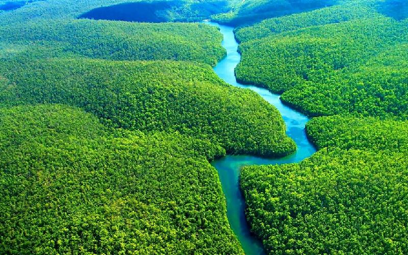 Amazon là rừng nhiệt đới lớn nhất thế giới, diện tích trải dài ở Braxin, Colombia và Peru. Khu rừng rậm này là nơi sinh sống của hơn 300 loài thú và 1.800 loài chim. Ảnh: