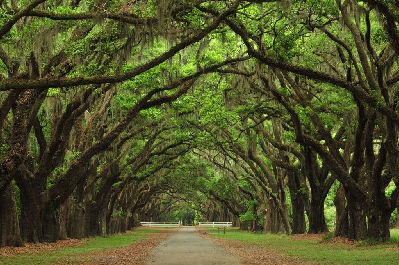 Thành phố xinh đẹp Savannah của tiểu bang Georgia (Mỹ) được gọi với biệt danh là “Thành phố Rừng”, bởi có nhiều cây sồi cổ thụ, cành lá đan xen tạo thành vòm cung trên các con đường ở đây. Ảnh: 