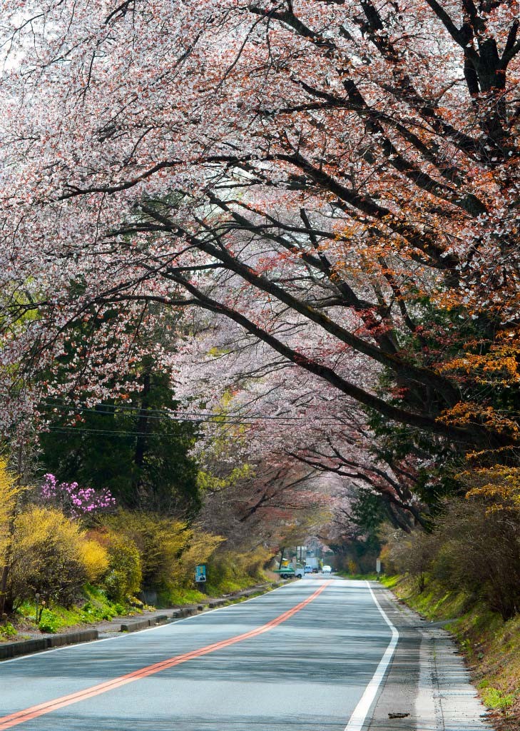 Đây là một trong những tuyến đường ngắm hoa anh đào nổi tiếng của Nhật Bản. Ảnh: Japanphotptrip.