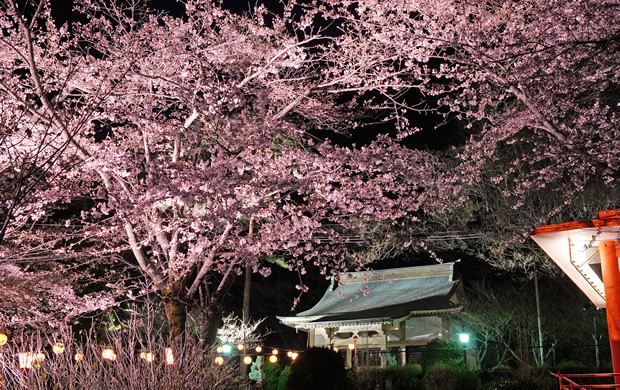 Ba công viên Imaichi, Kinugawa và Watarasegawa: Đây là những công viên có hàng cây anh đào đẹp nhất ở thành phố Nikko. Mỗi nơi còn có nhiều hoạt động văn hóa thú vị cho du khách khám phá. Ảnh: Nikko-travel.