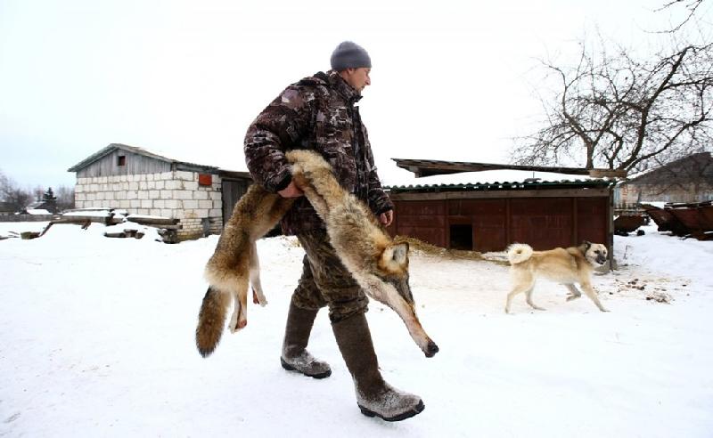Gần biên giới Belarus và Ukraine, nông dân chăn thả gia súc treo thưởng cho thợ săn tiêu diệt những con sói giết vật nuôi của họ.