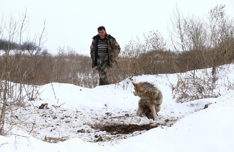 Năm 2016, khoảng 1.700 con sói đã bị giết chết.