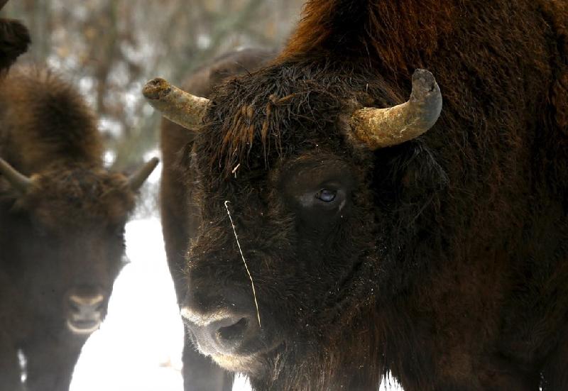 Những động vật lớn như bò rừng bison khá đông ở khu vực này.