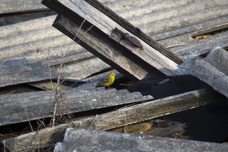 Các loài chim là một phần lớn của hệ động vật hoang dã quanh Chernobyl.