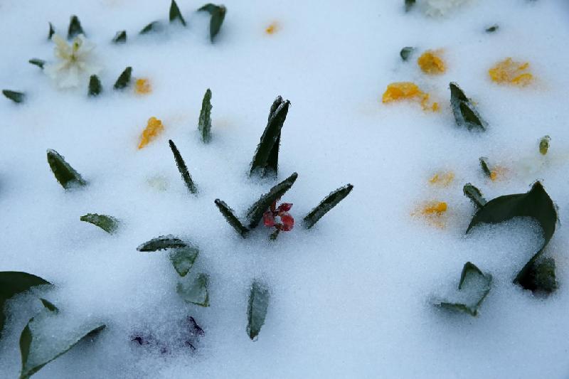 Tuyết phủ kín những bông hoa tại Công viên Trung tâm, New York. Ảnh: 