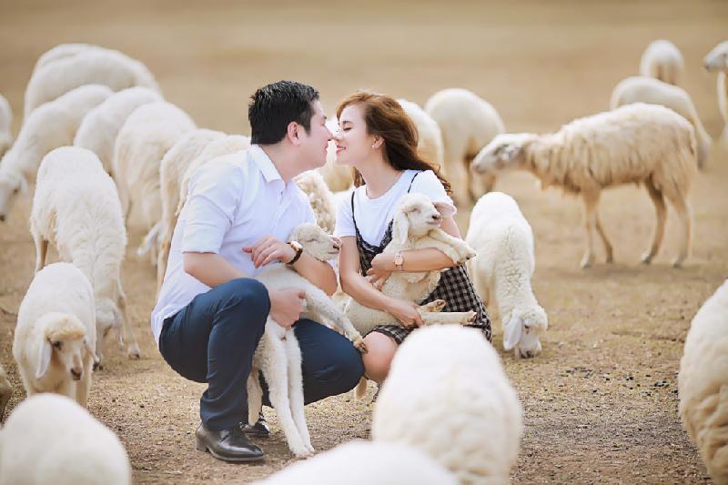 Cánh đồng cừu đẹp mê hồn ở Cam Ranh, Khánh Hòa. Gần đây nơi đây trở thành một trong những địa điểm chụp ảnh cưới lãng mạn nổi tiếng được nhiều cặp đôi tìm về.