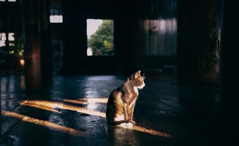 Trong khi mọi người vội vã với sinh hoạt thường ngày của cuộc sống, chú mèo lại lặng lẽ phơi nắng trong khuôn viên một ngôi chùa.