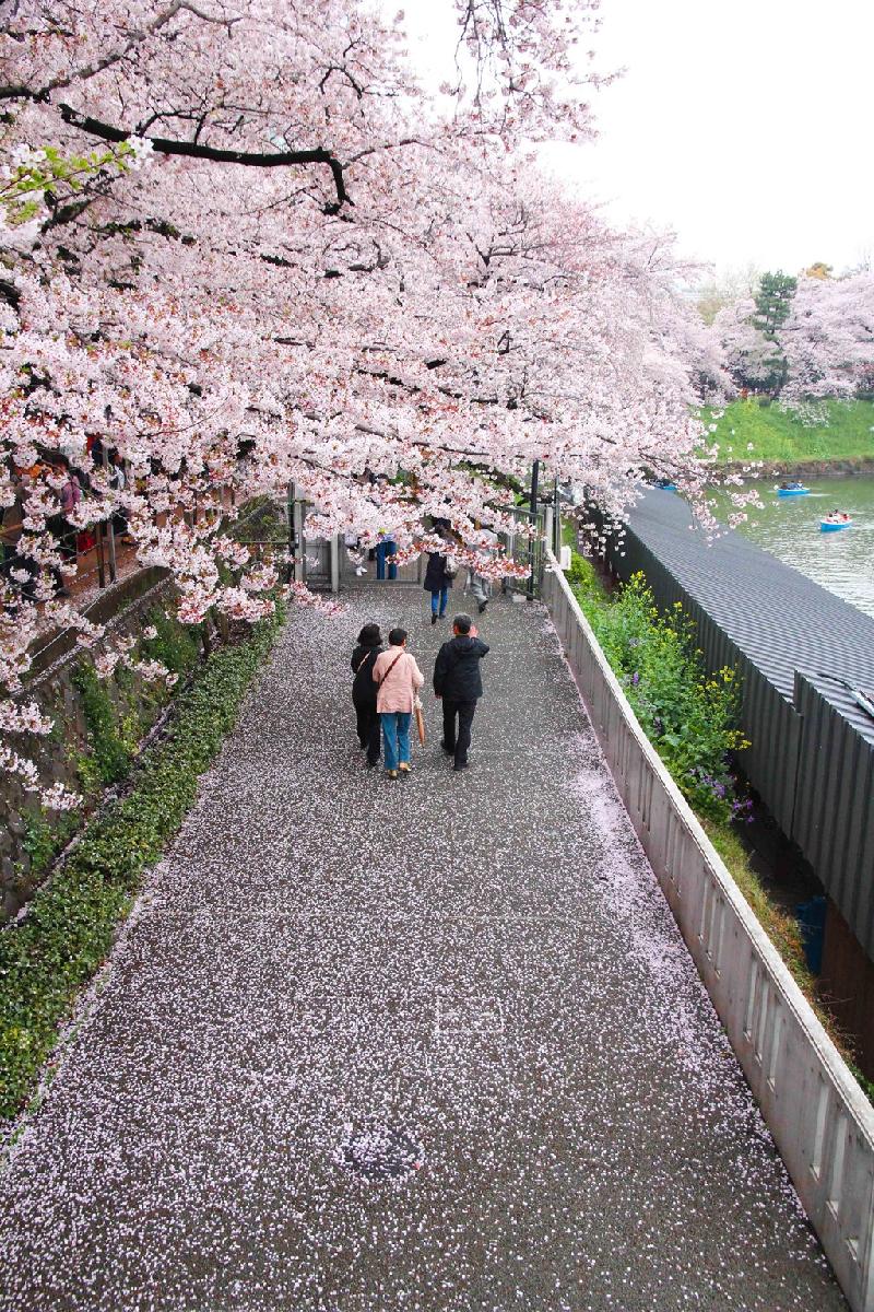 Thủ đô Tokyo là một trong những thành phố có nhiều địa điểm ngắm hoa anh đào đẹp nhất xứ sở phù tang. Hoa bung nở ở góc đường, cánh hoa phủ kín lối đi. Nhẹ bước trên những cánh hoa quả thực khiến tâm hồn lữ khách mê mẩn.