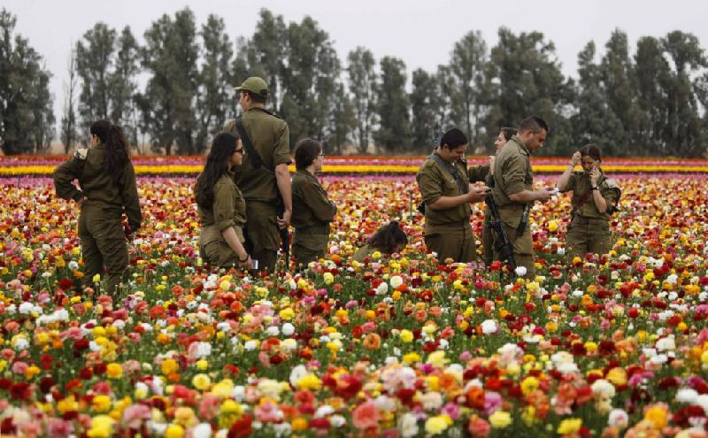 Binh lính Israel ngắm hoa mao lương trên một cánh đồng ở Kibbutz của Nir Yitzhak trong ngày lễ của người Do Thái. Ảnh: AFP.
