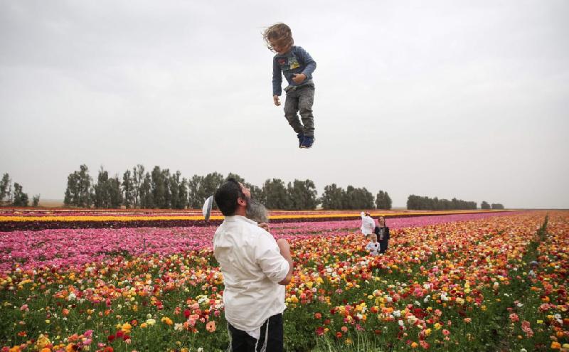 Người đàn ông Israel vui vẻ tung đứa trẻ lên không trung, giữa cánh đồng hoa ở phía nam Israel. Ảnh: Getty.