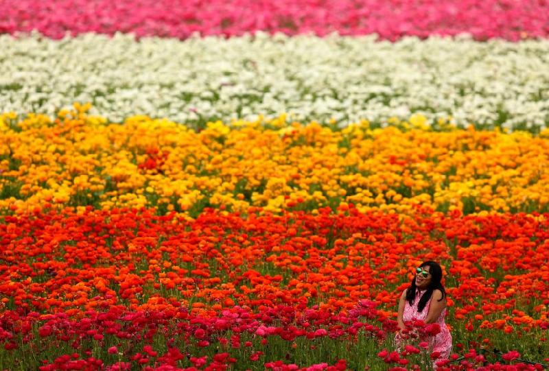 Ở California, các loài hoa sinh sôi nảy nở sau nhiều năm hạn hán khắc nghiệt và mùa đông ẩm ướt. Những cánh đồng hoa đua nở dẫn đến hiện tượng bùng nổ du lịch ở khu vực này. Ảnh: Reuters. 