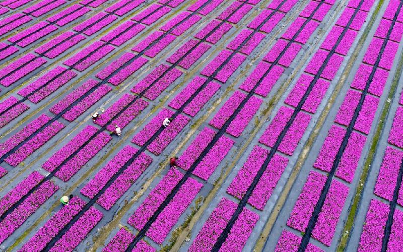 Sắc tím ngập tràn vườn hoa ở Hàng Châu, tỉnh Chiết Giang. Ảnh: Getty. 