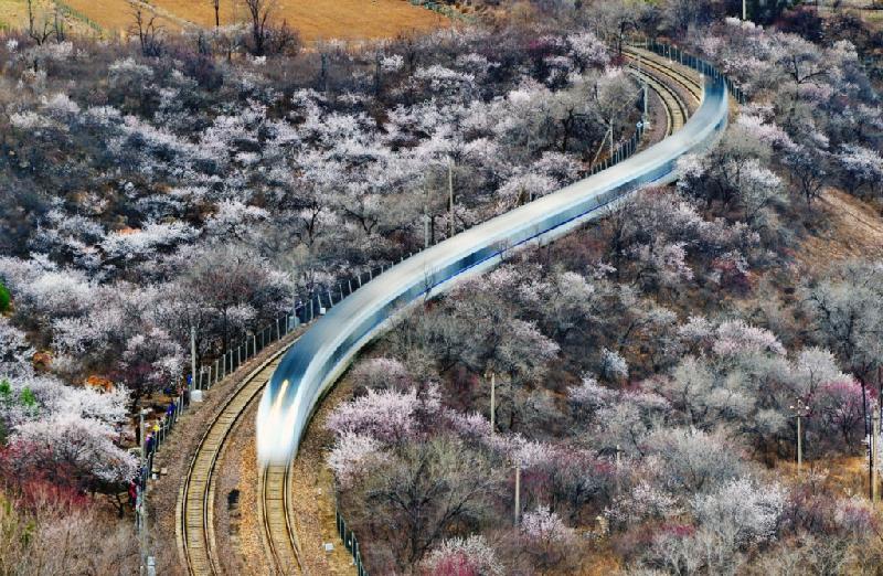 Chuyến tàu chạy xuyên qua cánh đồng hoa đào gần đoạn Juyongguan của Vạn Lý Trường Thành, Bắc Kinh, Trung Quốc. Ảnh: Getty. 
