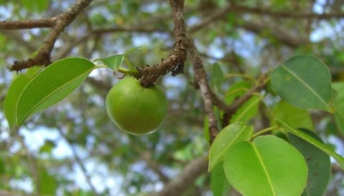 Được mệnh danh là quả táo nhỏ chết chóc, loài trái cây này có vẻ ngoài rất đẹp và mùi vị rất thơm ngon, nhưng nó có thể khiến bạn quằn quại đau đớn. Ảnh: Jason Hollinger.