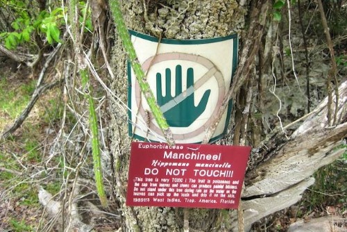 Tất cả các cây Manchineel đều được dán nhãn cảnh báo để du khách không chạm vào nhằm tránh nhiễm độc. Ảnh: Scott Hughes.