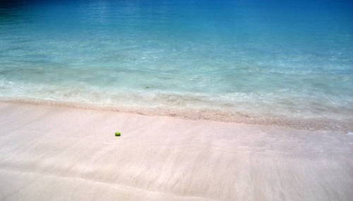 Một trái manchineel dạt vào bờ biển Mayreau ở Grenadines qua Vịnh Mexico. Ảnh: Mary Witzig.