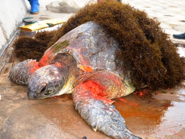 Rùa trong tình trạng bị thương dạt vào bờ biển Nam Định. Ảnh: 