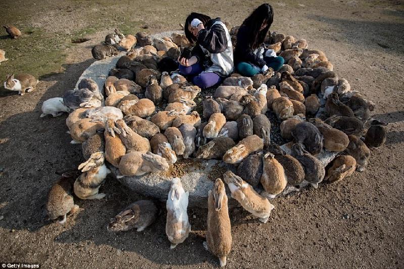 Đảo thỏ, có tên chính thức là Okunoshima, nằm ngoài khơi tỉnh Hiroshima, Nhật Bản. Đây là nơi sinh sống của hàng trăm con thỏ hoang dã nhưng rất dễ gần và thân thiện, đặc biệt với những người cho ăn. Ảnh:
