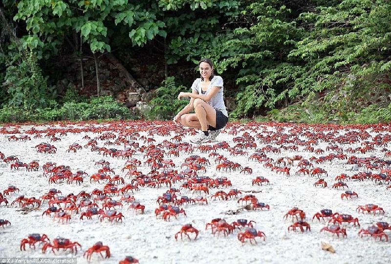 Đảo Christmas (thuộc Australia), nằm ở Ấn Độ Dương là nhà của hơn 43 triệu con cua đỏ. Vào mùa sinh sản, hàng triệu con cua bắt đầu cuộc hành trình “về với biển”. Trong thời gian này, chính quyền đảo đóng cửa một số tuyến đường để đảm bảo an toàn cho chúng. Ảnh: 