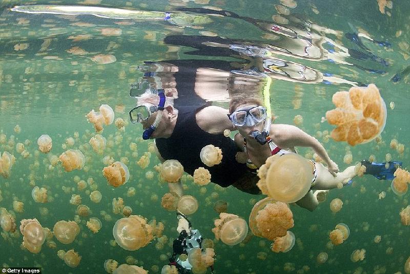 Nằm trên đảo Eil Malik thuộc quần đảo Palau (Philippines), Hồ Sứa là nơi sinh sống của hơn một triệu con sứa vàng. Hàng trăm năm trước, Hồ Sứa nối thông với đại dương, nhưng khi mực nước biển giảm xuống, sứa mắc kẹt lại và bắt đầu tiến hóa để thích nghi với môi trường sống cô lập. Ảnh: 