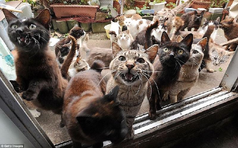 Hòn đảo Tashirojima thuộc tỉnh Miyagi, Nhật Bản được mệnh danh là thiên đường của loài mèo. Cư dân trên hòn đảo chỉ 100 người, trong khi số lượng mèo lại gấp nhiều lần. Mèo được người dân yêu quý và tin rằng chúng mang lại sự may mắn. Chúng cũng góp phần diệt chuột trên đảo. Ảnh: 