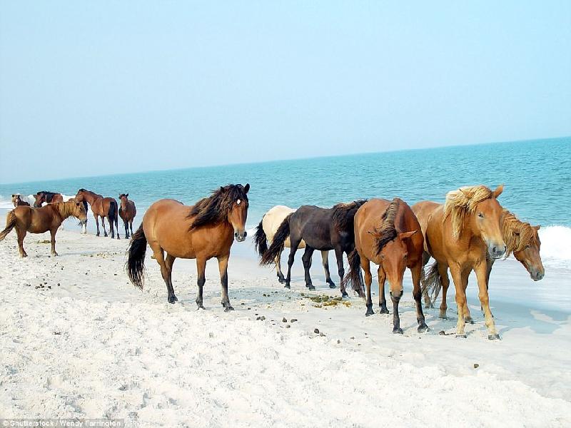 Hòn đảo Assateague (Mỹ) là quê hương của hơn 300 con ngựa Chincoteague, một giống ngựa hoang dã nhỏ được cho là sống sót sau vụ đắm tàu. Ảnh: 