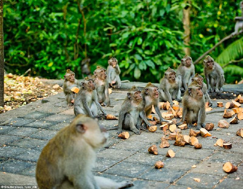 Rừng khỉ Ubud, Bali (Indonesia), là nơi sinh sống của hơn 600 con khỉ. Trong rừng có nhiều ngôi đền Hindu cổ xưa được xây dựng từ những năm 1350. Đây là điểm đến rất thu hút du khách ở Indonesia. Ảnh: 