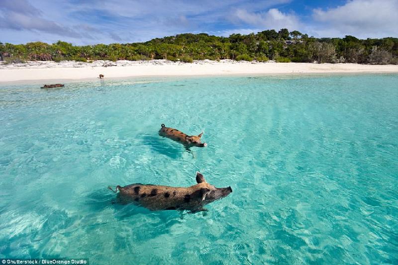 Trên một hòn đảo nhỏ không có người ở Bahamas có những chú lợn đốm tự do sinh sống. Du khách có thể đến khu vực này bằng thuyền để cho những con lợn ăn và chơi với chúng. Ảnh: 