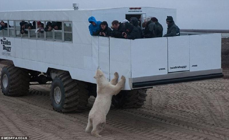 Canada là nhà của khoảng 2/3 số gấu Bắc Cực trên toàn thế giới, trong đó tập nhiều nhất tại vịnh Hudson ở Churchill, Manitoba. Khách du lịch có thể được tiếp xúc với những con gấu trên loại xe chuyên dụng Tundra Buggy. Ảnh: 