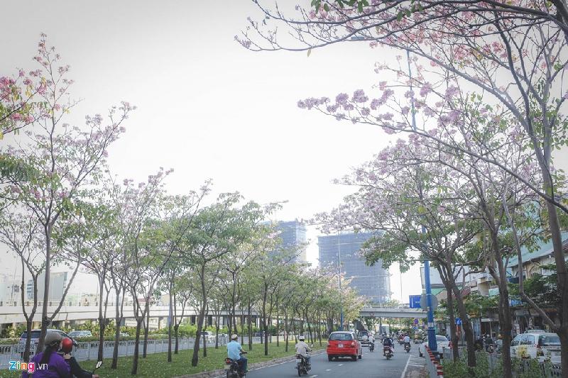 Nếu Hà Nội có 12 mùa hoa, Đà Lạt được mệnh danh là "Thành phố hoa", thì Sài Gòn cũng có một mùa hoa đặc biệt: mùa hoa kèn hồng vào tháng 4-6 hàng năm.