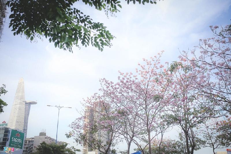 Tuy rực rỡ là thế, loài hoa này chỉ tồn tại được 3 ngày rồi lại nhanh chóng rơi rụng. Thế nhưng thời gian ngắn ngủi đó cũng đủ để người Sài Gòn cảm nhận được sự ngọt ngào và dịu dàng giữa mùa khô nắng nóng.