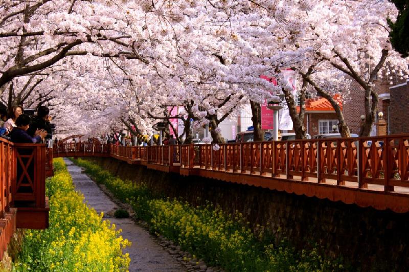 4. Lễ hội hoa anh đào Jinhae: Mỗi năm vào mùa xuân, quận Jinhae (thành phố Changwon) lại tổ chức lễ hội hoa anh đào, thu hút một lượng lớn khách du lịch yêu mến vẻ đẹp mộng ảo của hoa anh đào. Ảnh: Blogspot.