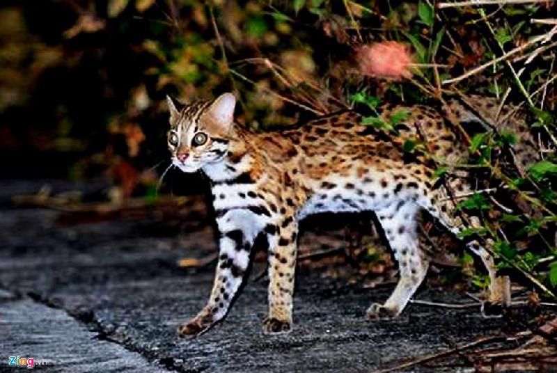 Các chuyên gia chụp được ảnh mèo rừng ở bán đảo Sơn Trà, một trong những loài động vật quý hiếm thuộc danh mục nhóm IB, mức nguy cấp trong sách đỏ Việt Nam.