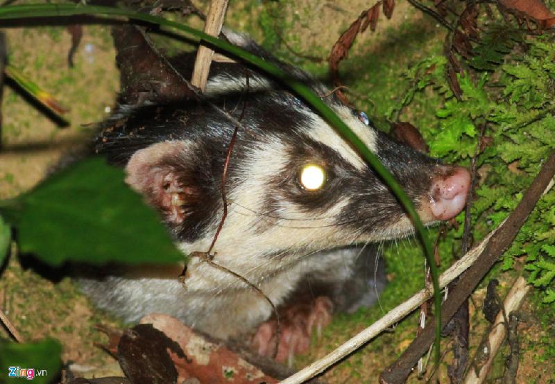 Chồn bạc má, loài động vật hoang dã quý hiếm nằm trong sách đỏ Việt Nam mới được phát hiện ở bán đảo Sơn Trà, gây ngạc nhiên cho giới chuyên gia sinh thái môi trường.