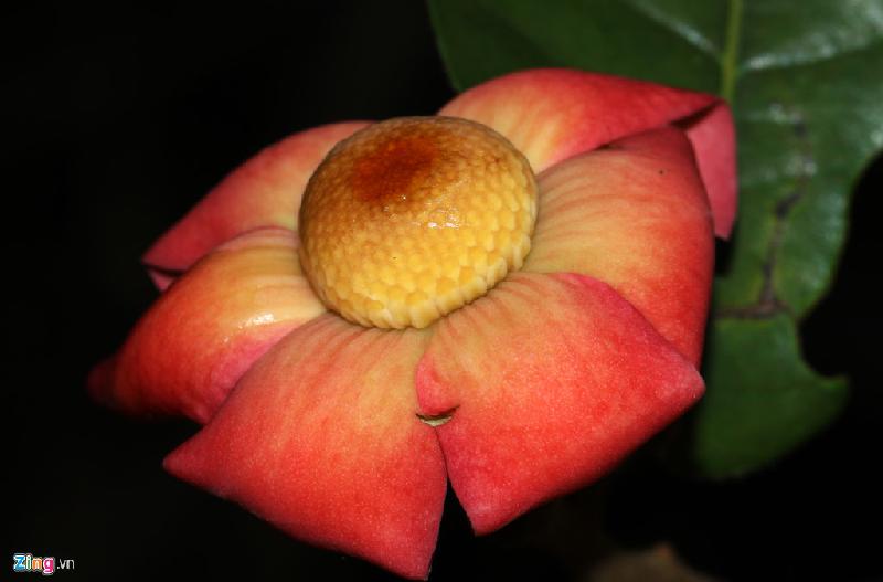Hoa Uvaria Vietnamesis (Endemis), loài hoa đặc hữu mới được phát hiện ở bán đảo Sơn Trà.