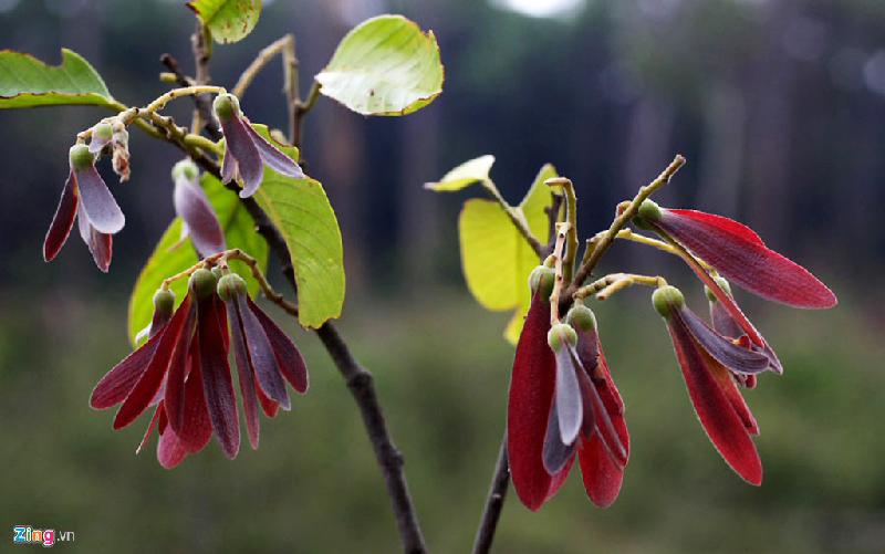 Cây chò đen trổ hoa tuyệt đẹp, loài thực vật đặc hữu được phát hiện ở Sơn Trà.