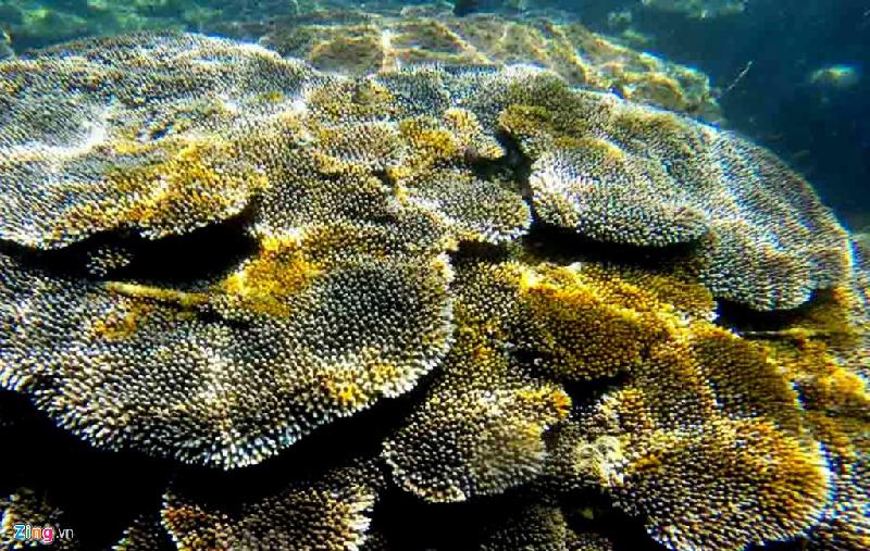  Rặng san hô cứng cao nhất khu vực nam Sơn Trà. Theo thống kê của tiến sĩ Long, Bãi Nồm có 52 loài san hô, Bãi Bụt, Mũi Giòn có 47 loài...