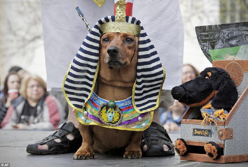 Lễ diễu hành chó Dachshund không phải là một sự kiện truyền thống. Nó mới chỉ được bắt đầu tổ chức từ năm 2011, nhưng là một lễ kỷ niệm lớn dành cho những người yêu giống chó thân dài, bụng hóp, chân ngắn này. Ảnh: AP.