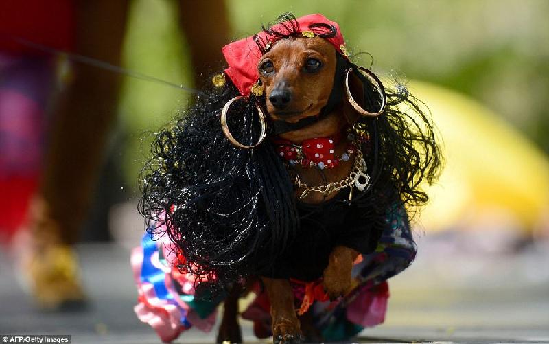 Trong năm đầu, những chú chó được trang điểm, hóa trang đơn giản thành những nàng công chúa hay những vũ công, nhưng trong các cuộc diễu hành sau đó, trí tưởng tượng của chủ nhân đã biến những con vật bốn chân thành nhiều phong cách mới mẻ hơn. Trong ảnh là một 