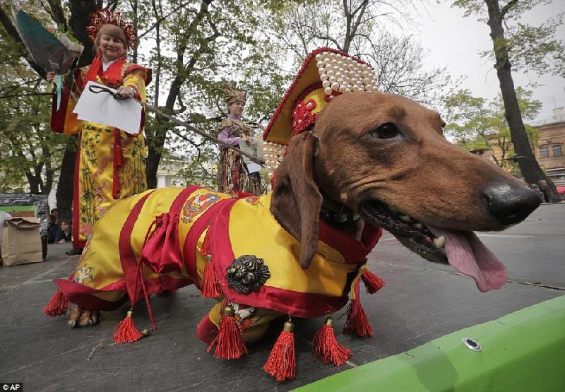 Chú chó này, được mặc bộ quần áo kiểu một Hoàng đế Trung Quốc, hợp với trang phục chủ nhân. AP.