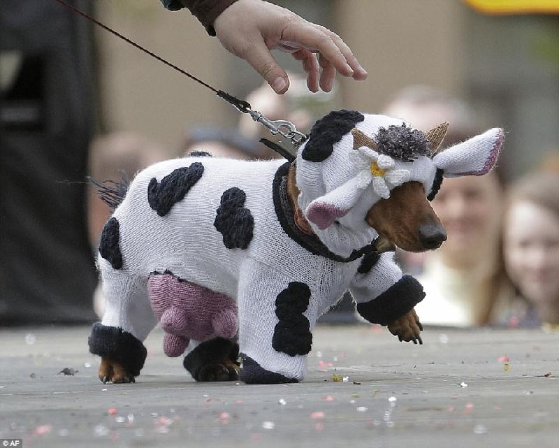 Đây là một con bò sữa? Không, đó là chú chó nhỏ trong trang phục bò sữa. Ảnh: AP.