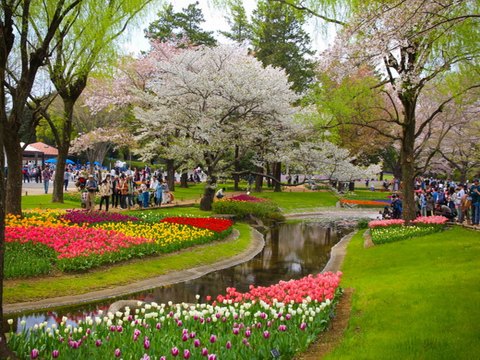 Thiên đường hoa ở công viên mang tên Nhật hoàng Hirohito