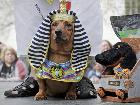 Chó diễu hành trong trang phục ấn tượng