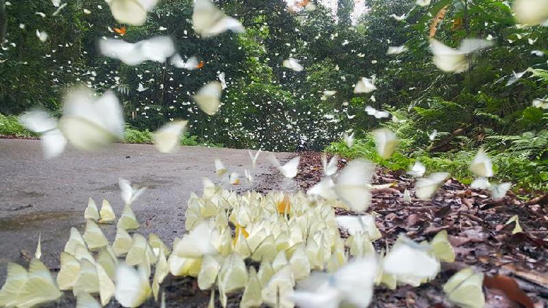 Từ tháng 4 đến cuối tháng 5 hàng năm là mùa sinh sản của nhiều loài bướm. Tại Vườn quốc gia Cúc Phương xuất hiện một rừng bướm bay lượn tuyệt đẹp, thu hút nhiều du khách về tham quan. Ảnh: Bùi Minh Vương.