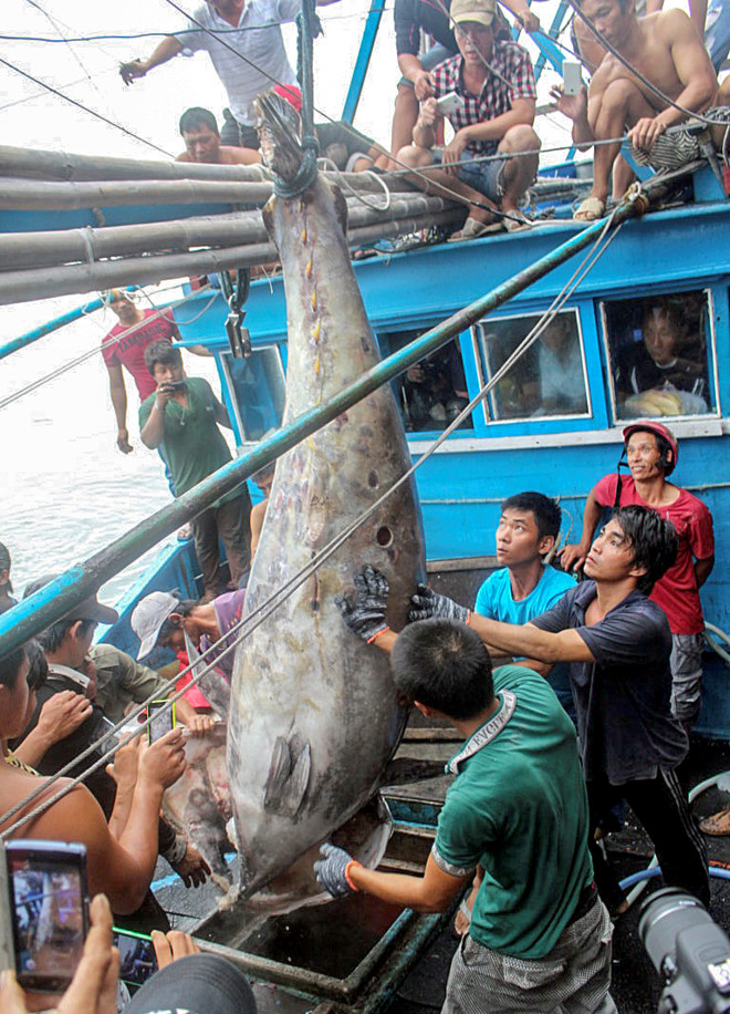 Con cá ngừ vây xanh lớn nhất Việt Nam từng được đánh bắt. Ảnh: 