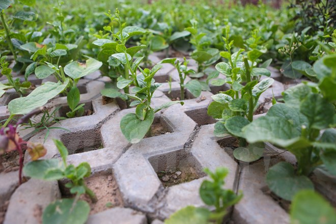 Để trồng rau trong những hốc đá nhỏ này, người trồng phải dùng que sắt xới từng gốc cỏ lên, mua đất vi sinh đổ vào từng ô rồi mới gieo hạt trồng rau. (Ảnh: Minh Sơn/Vietnam+)