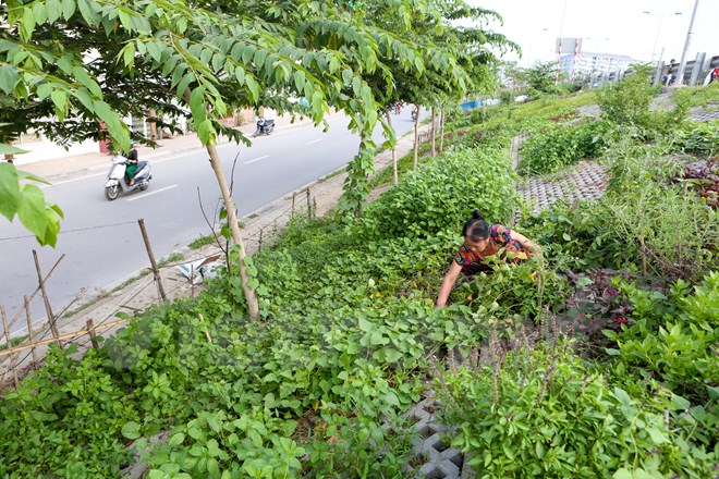 Cô Nguyễn Thị Dung, một cán bộ về hưu sống tại đường Bưởi cho biết, con đường này có khoảng hơn 10 hộ gia đình tham gia trồng rau với mục đích chủ yếu để tăng gia sản xuất, muốn có nguồn rau sạch để ăn hàng ngày. (Ảnh: Minh Sơn/Vietnam+)